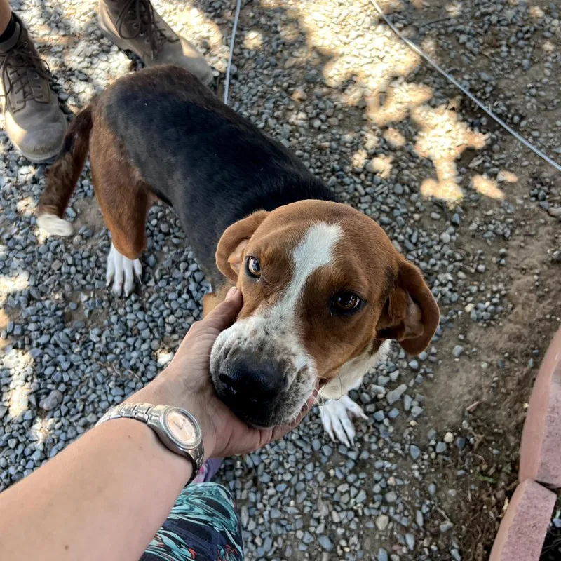A young large-sized female Red / Chestnut / Orange Hound dog named Daisy for adoption in San Francisco, CA
