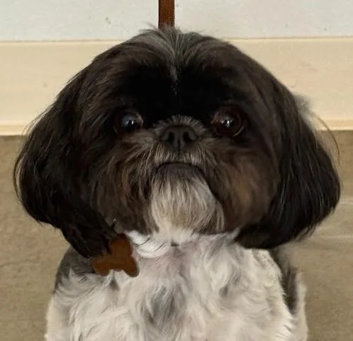 Bailey