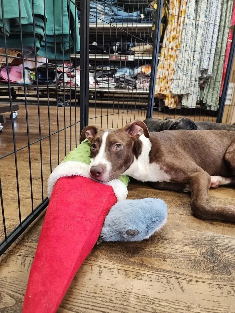 A young medium-sized female Terrier dog named Ginger for adoption in Troy, AL