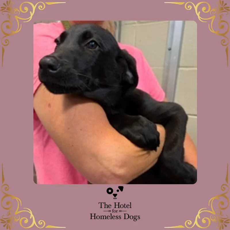 A baby medium-sized female Black Labrador Retriever dog named Licorice for adoption in Cumberland, RI