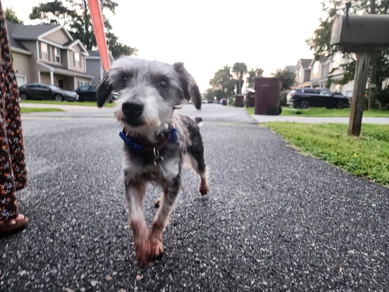 A young small-sized male Gray / Blue / Silver Miniature Schnauzer dog named Stanley for adoption in Norfolk, VA