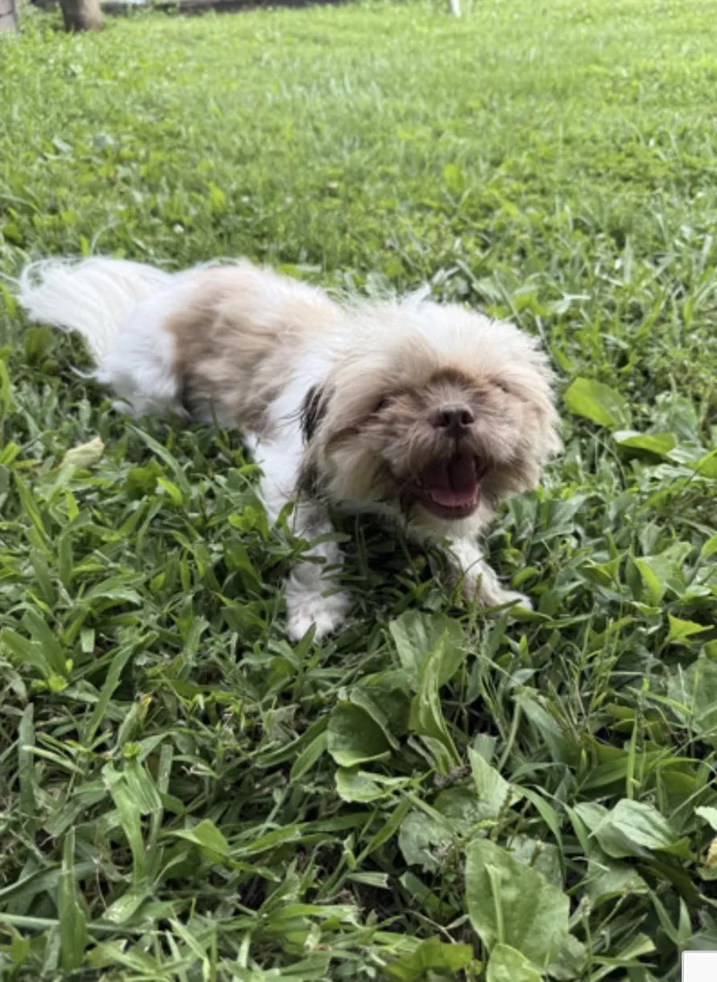 Coco thumbnail 3