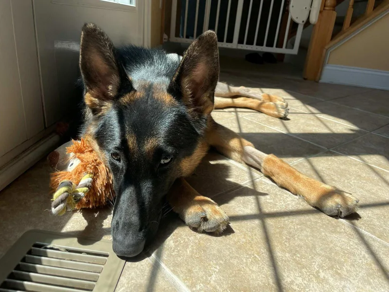 A young medium-sized female German Shepherd Dog dog named Layla for adoption in Cliffwood, NJ