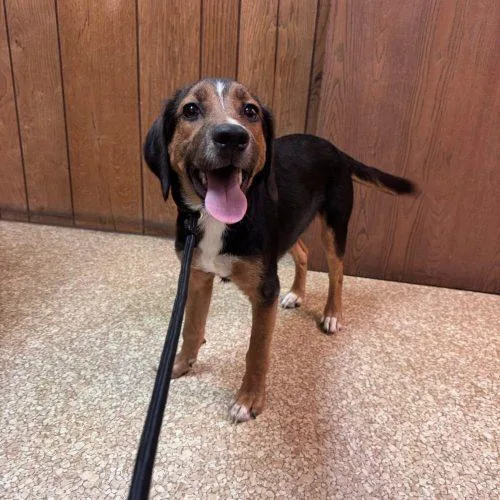 A baby small-sized male Bicolor Beagle dog named Toast for adoption in Kent, WA