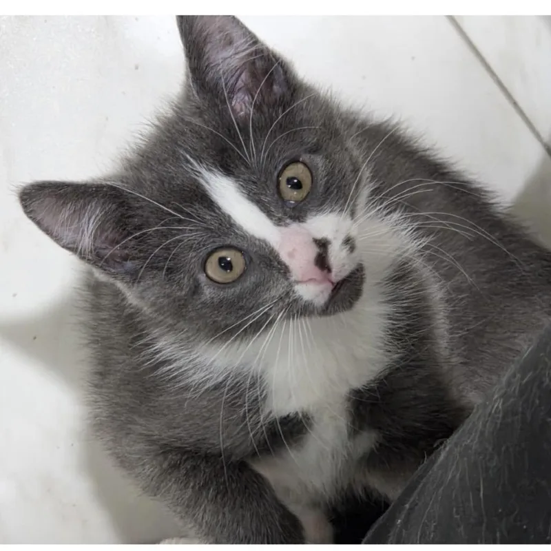 A baby small-sized female Gray / Blue / Silver Domestic Short Hair cat named Francesca for adoption in Hamburg, NY