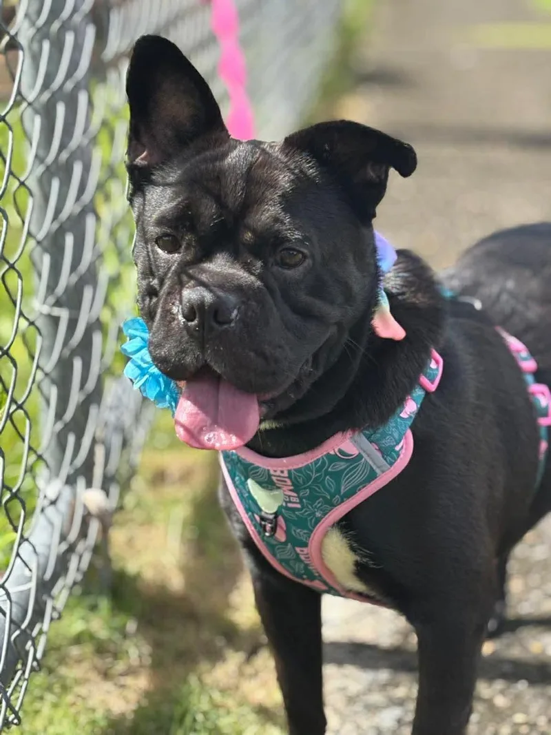 A young medium-sized female French Bulldog dog named Peppa for adoption in Carmel, NY