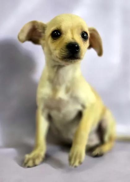A baby small-sized male Chihuahua dog named Gidget for adoption in Morton Grove, IL