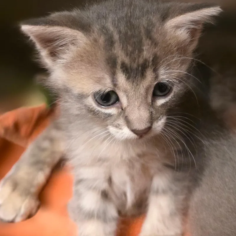 A baby small-sized female Domestic Short Hair cat named Maria for adoption in Council Bluffs, IA