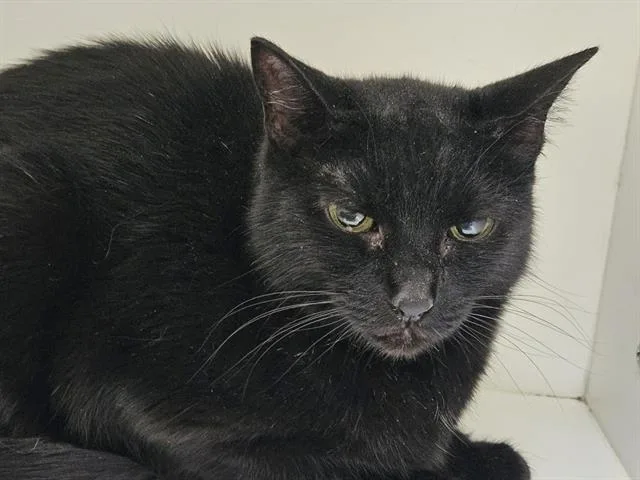 An adult medium-sized female Domestic Short Hair cat named Dawn for adoption in Albuquerque, NM