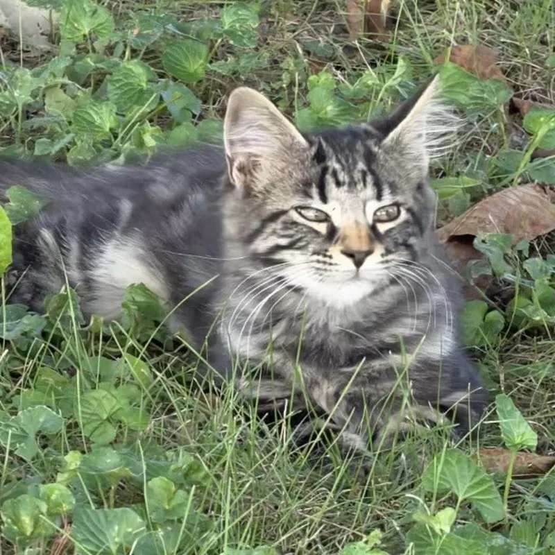 A young medium-sized male Domestic Long Hair cat named Midnight for adoption in Findlay, OH