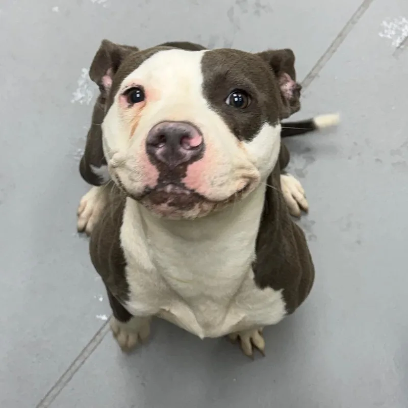 An adult medium-sized female Brown / Chocolate Mixed Breed dog named StrayMehaffeyStreet for adoption in Columbus, GA