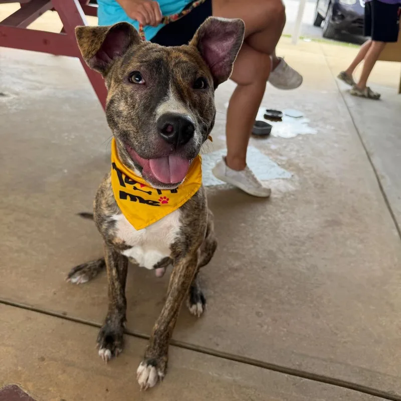 A young medium-sized male Mixed Breed dog named Gritty for adoption in Newark, NJ