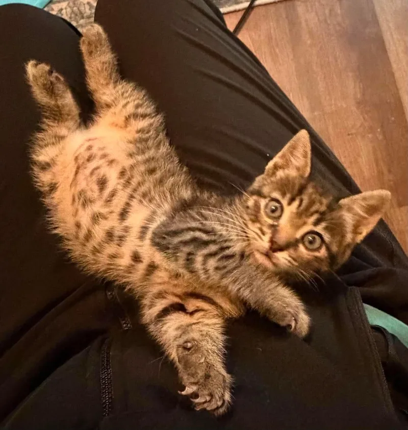A baby medium-sized female Tabby (Gray / Blue / Silver) Domestic Short Hair cat named Claire for adoption in Aberdeen, NC