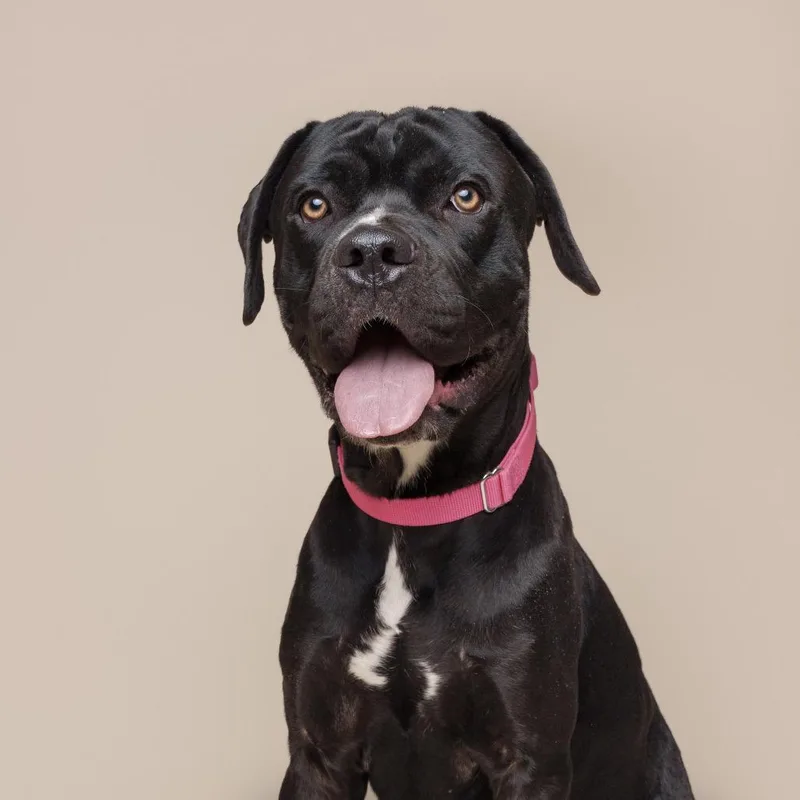 An adult large-sized male Black Mixed Breed dog named Peter for adoption in Pittsburgh, PA