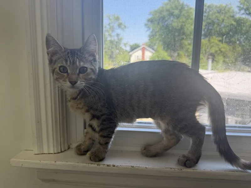 A baby small-sized female Tortoiseshell Domestic Short Hair cat named Graham Cracker for adoption in Wheaton, IL