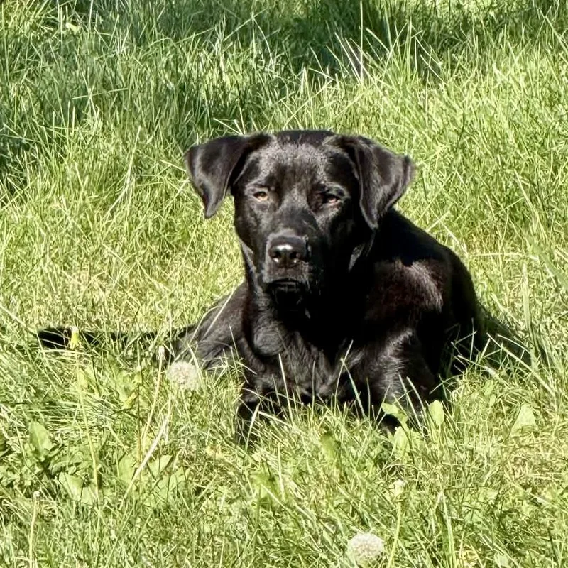 A young medium-sized male Labrador Retriever dog named Alvin for adoption in Lewisville, IN