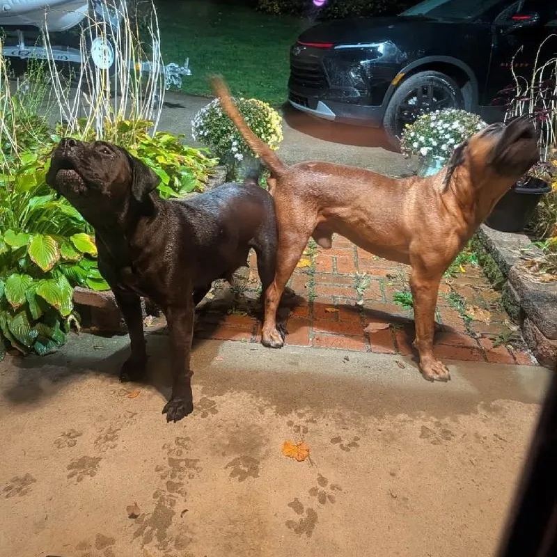 An adult extra large-sized male Mastiff dog named Winston for adoption in Medina, OH