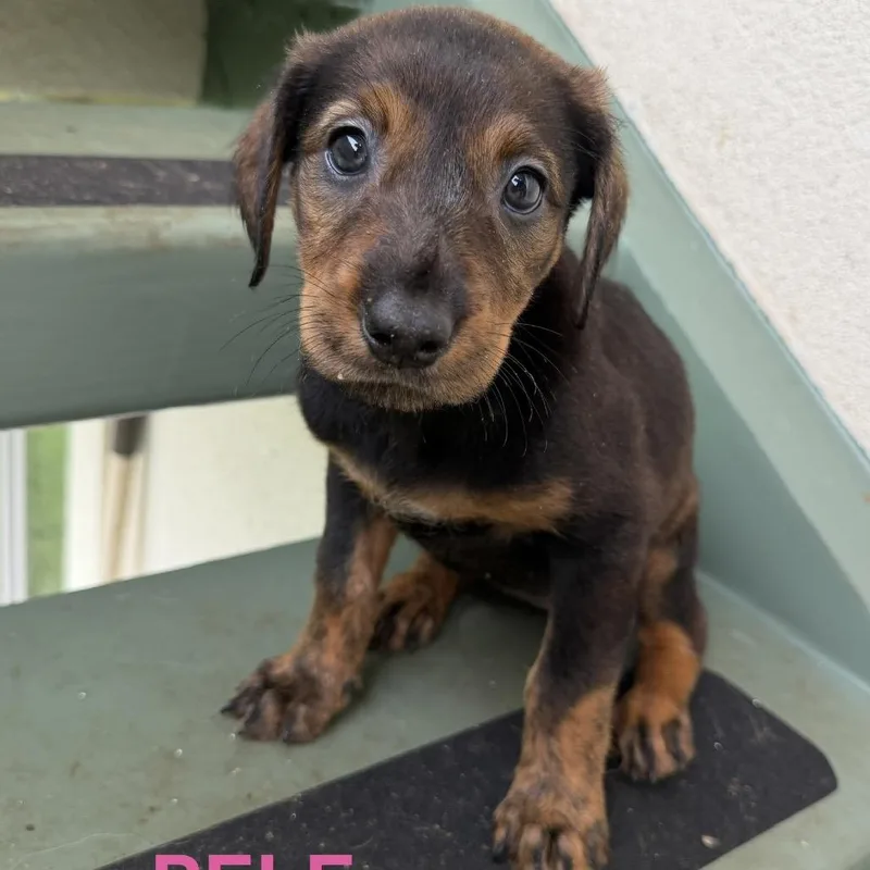 A baby small-sized female Brown / Chocolate Mixed Breed dog named Pele for adoption in Keaau, HI