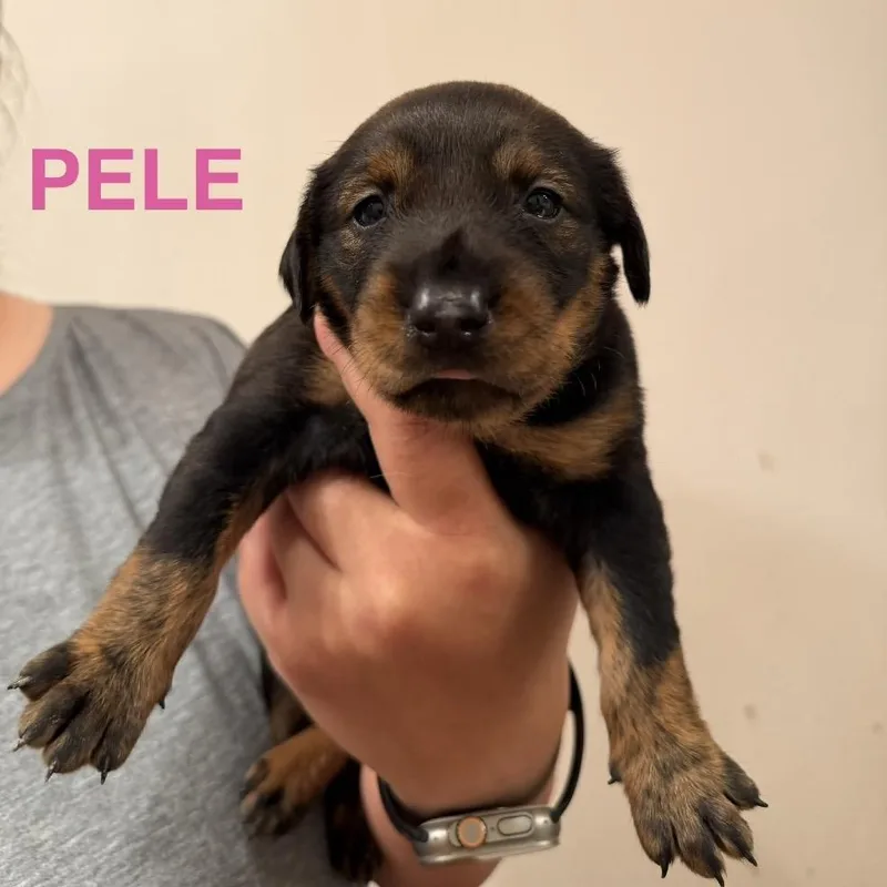 Pele thumbnail 2