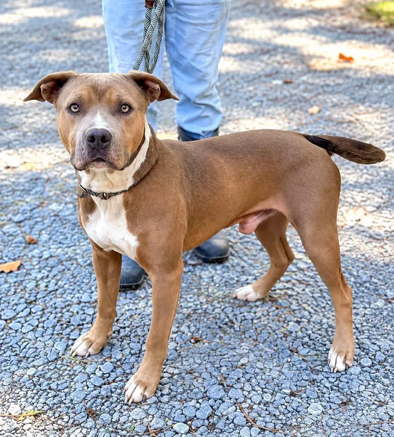 An adult medium-sized male American Staffordshire Terrier dog named Blue for adoption in Elizabethtown, NC