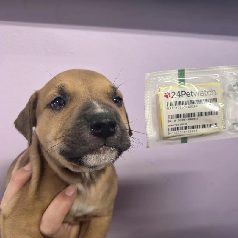 A baby small-sized male Brown / Chocolate Pit Bull Terrier dog named Hayride for adoption in Northbrook, IL