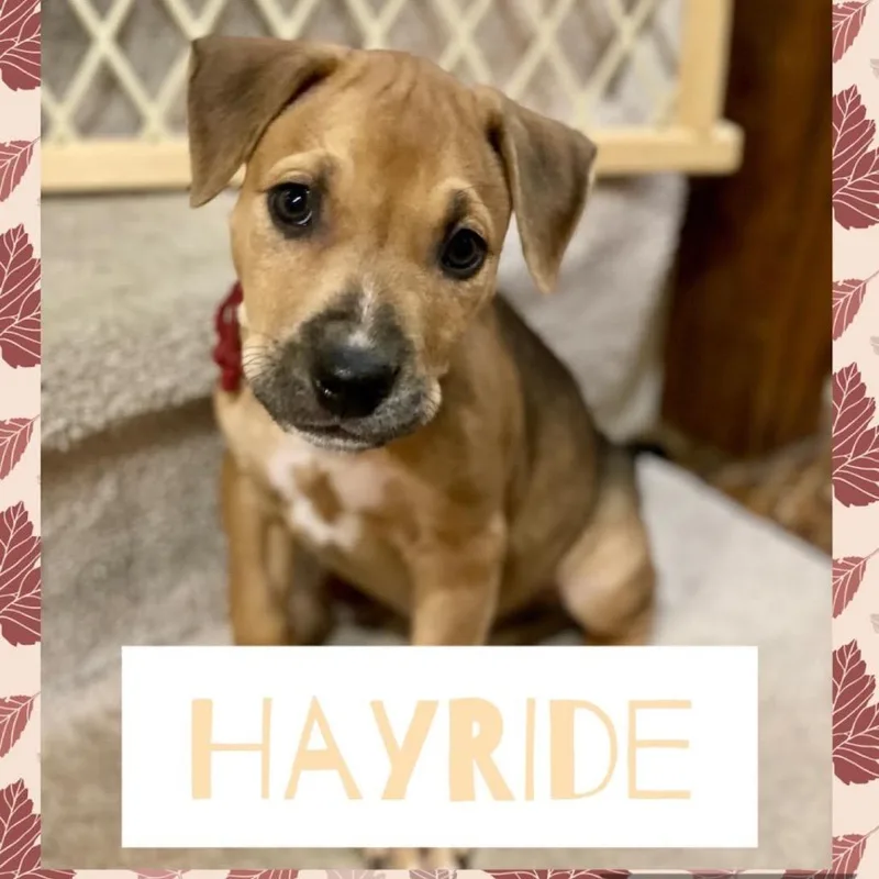 Hayride thumbnail 2