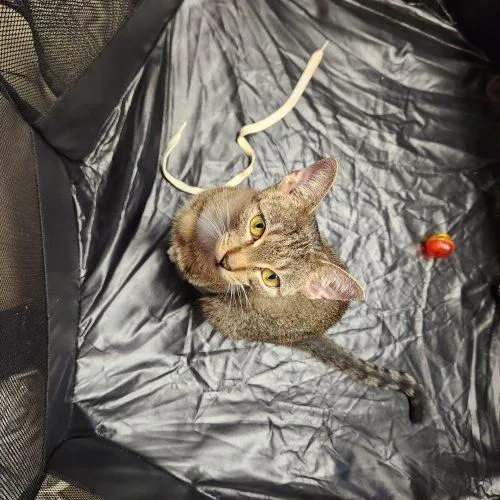 A young small-sized female Tabby (Brown / Chocolate) Domestic Short Hair cat named Pawleen for adoption in Tipp City, OH