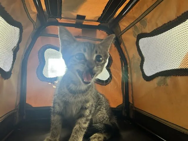 A baby small-sized female Domestic Short Hair cat named A for adoption in Ocala, FL