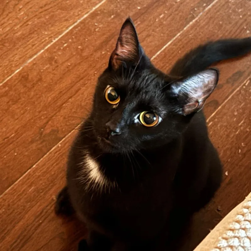 A young small-sized female Domestic Short Hair cat named Beans for adoption in Fairfax, VA
