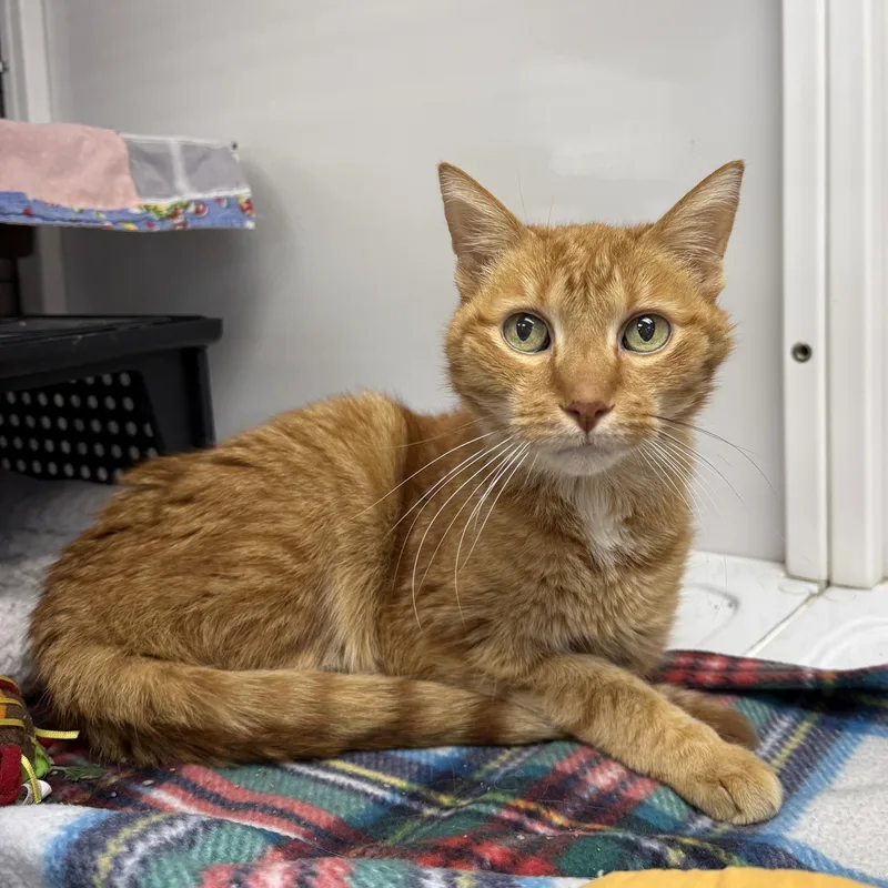 A senior large-sized male Tabby (Orange / Red) Domestic Short Hair cat named Oliver for adoption in Oconto, WI