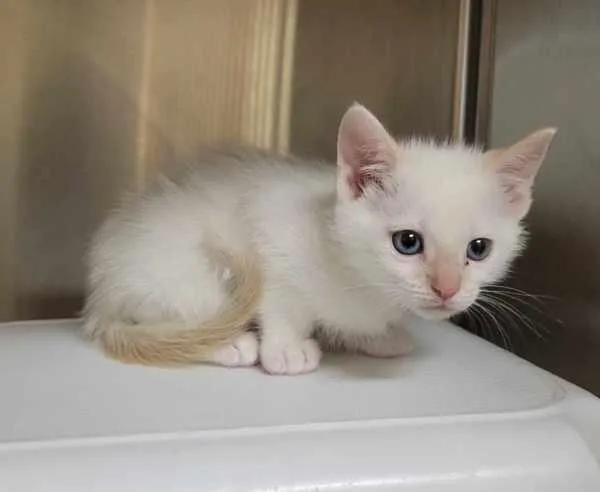 A baby small-sized male Domestic Short Hair cat named Georgie Porgie for adoption in Kennewick, WA
