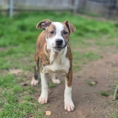 A young medium-sized male Brindle Catahoula Leopard Dog dog named Benny for adoption in Dover, AR