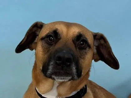 An adult large-sized female Black Mouth Cur dog named Girl for adoption in Golden Valley, MN