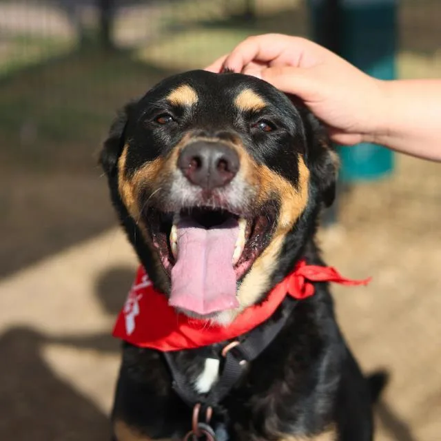 An adult large-sized male Rottweiler dog named Magic for adoption in San Antonio, TX
