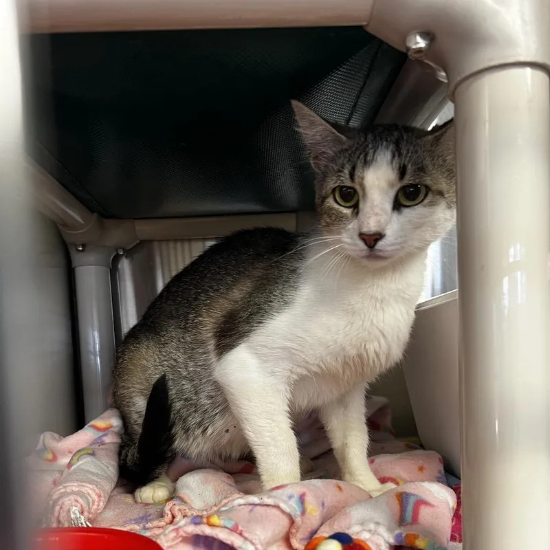 A young small-sized female White Domestic Short Hair cat named Opal for adoption in Harrisville, WV