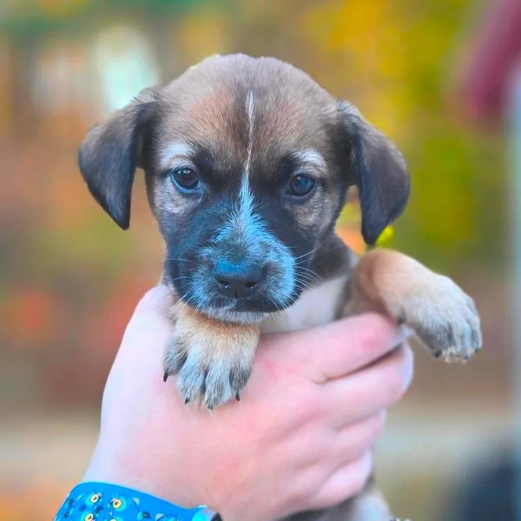 A baby medium-sized male Black Shepherd dog named CT Walnut avail Nov for adoption in Eastford, CT