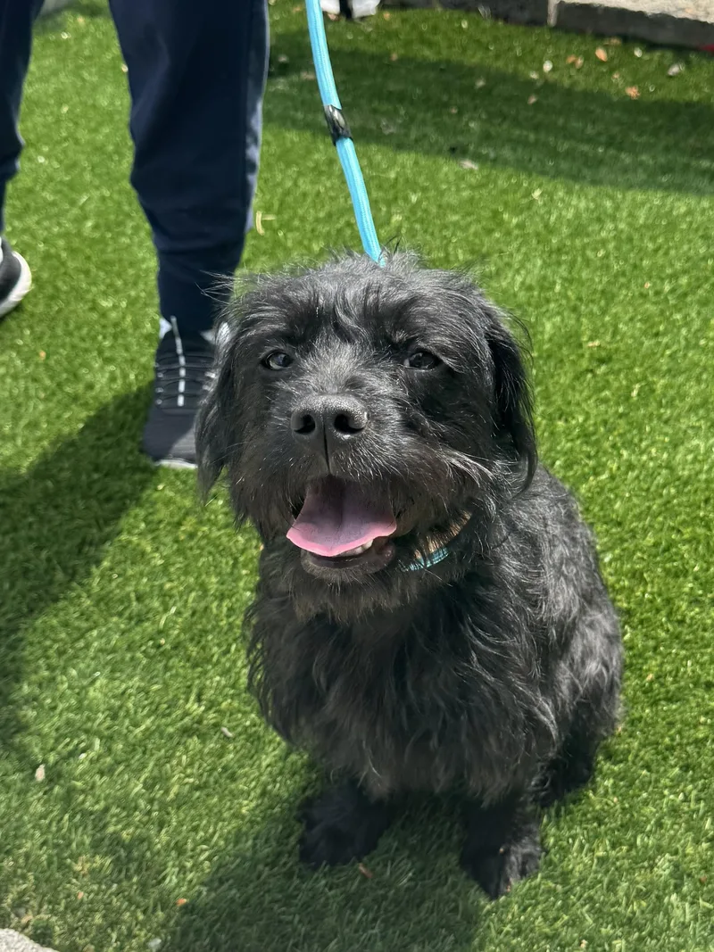 A young small-sized female Black Terrier dog named Ivy for adoption in Perth Amboy, NJ