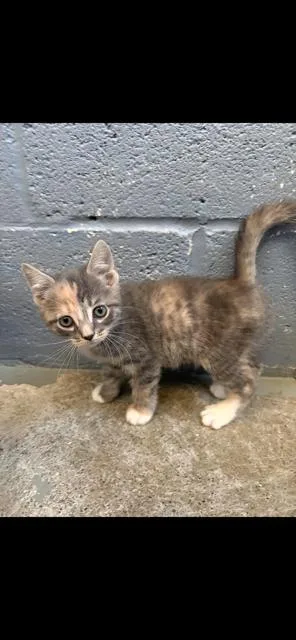 Peanut