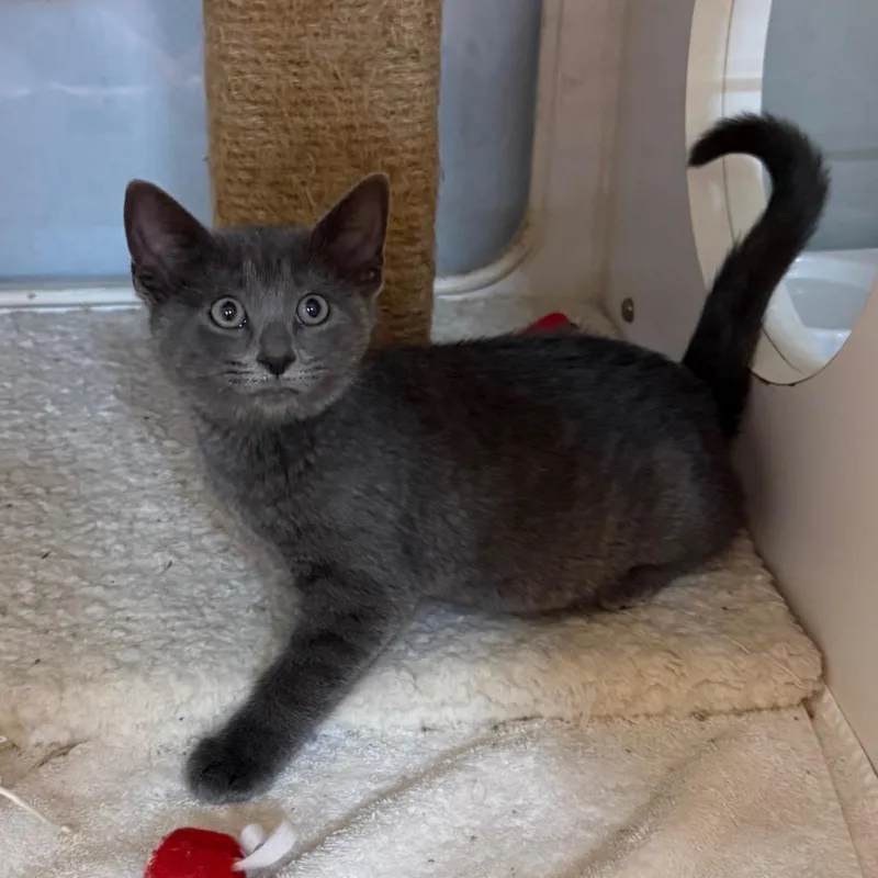 A baby small-sized female Gray / Blue / Silver Domestic Short Hair cat named Elf for adoption in Potomac, MD