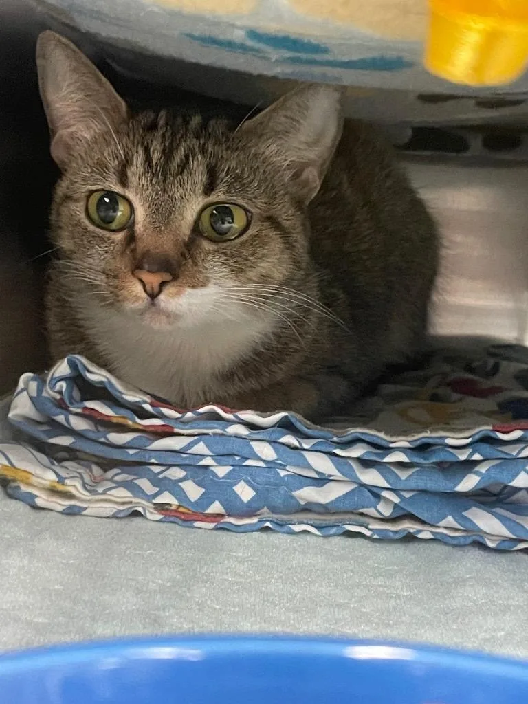 A young medium-sized female Domestic Short Hair cat named Marmalade for adoption in Blountville, TN