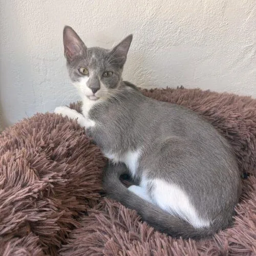 A baby small-sized female Domestic Short Hair cat named Potato for adoption in Tampa, FL