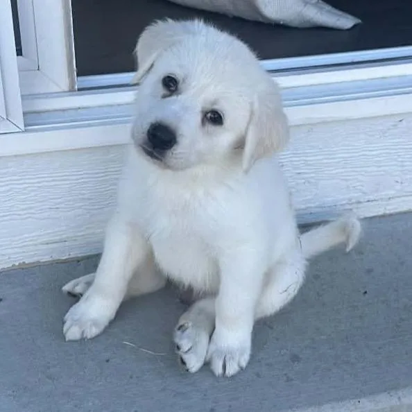 A baby small-sized male Great Pyrenees dog named Wooly for adoption in Parker, CO