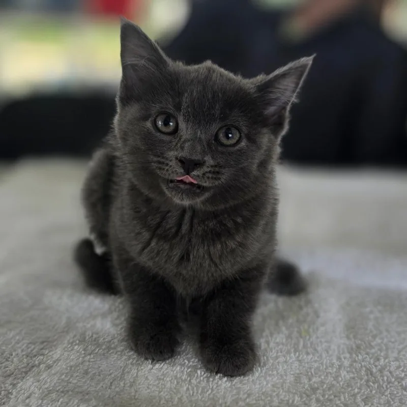 Comrade Fluff