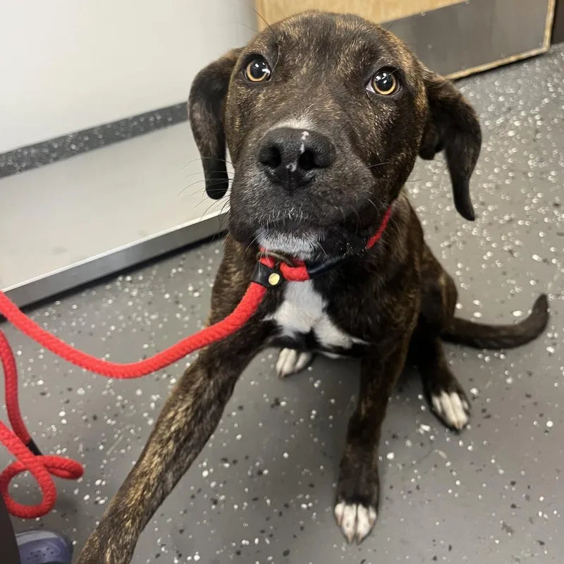 A young medium-sized male Black Mixed Breed dog named Damion for adoption in Columbiana, AL