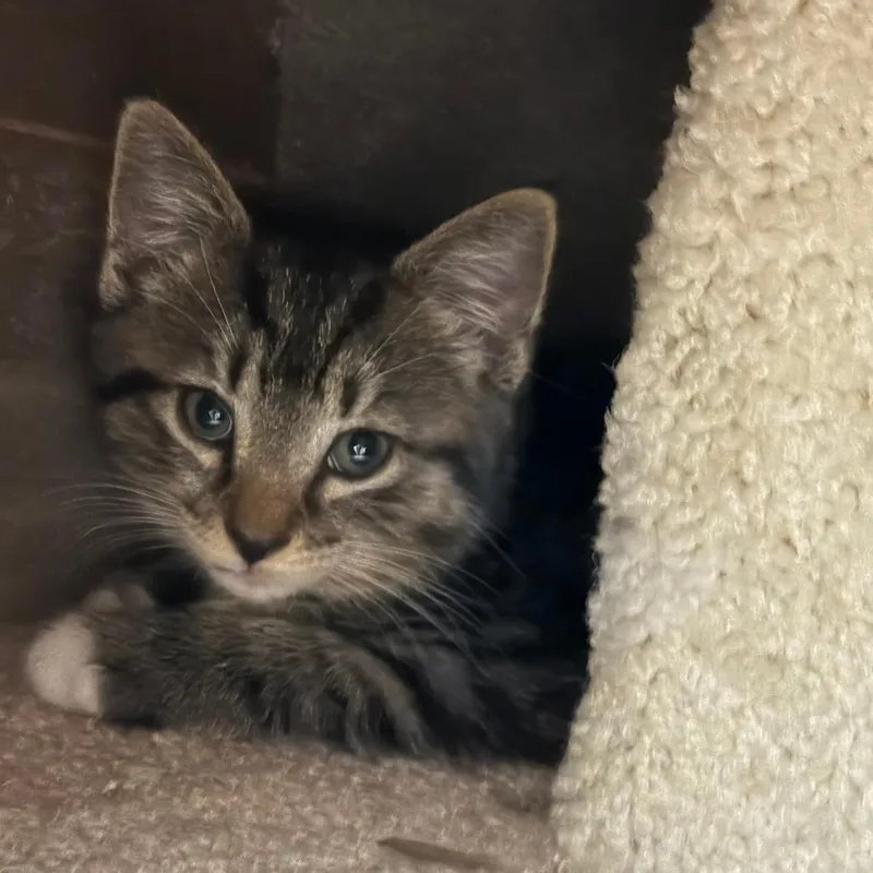 A baby small-sized male Brown / Chocolate Domestic Short Hair cat named Franklin for adoption in York, PA