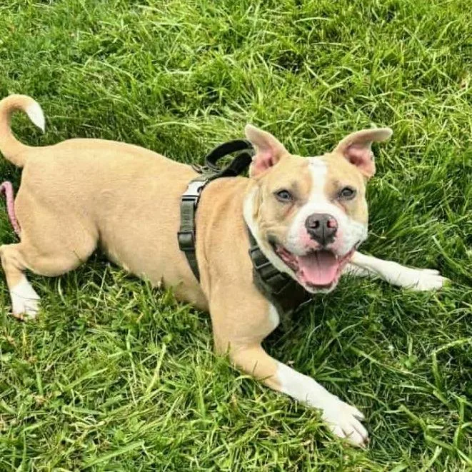 An adult medium-sized female Yellow / Tan / Blond / Fawn Terrier dog named Poptart for adoption in Flintstone, MD