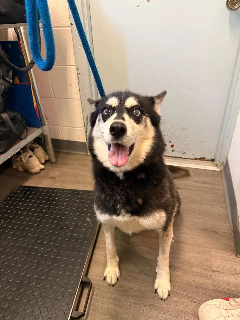 A senior medium-sized female Siberian Husky dog named Electra for adoption in Pomona, NY