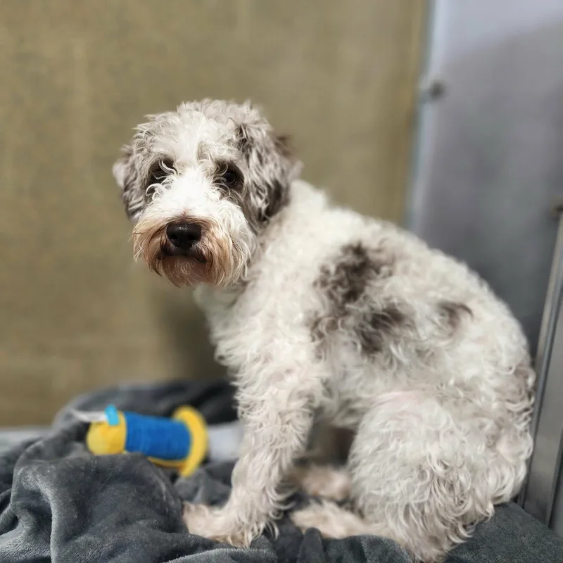 Schnoopy thumbnail 2