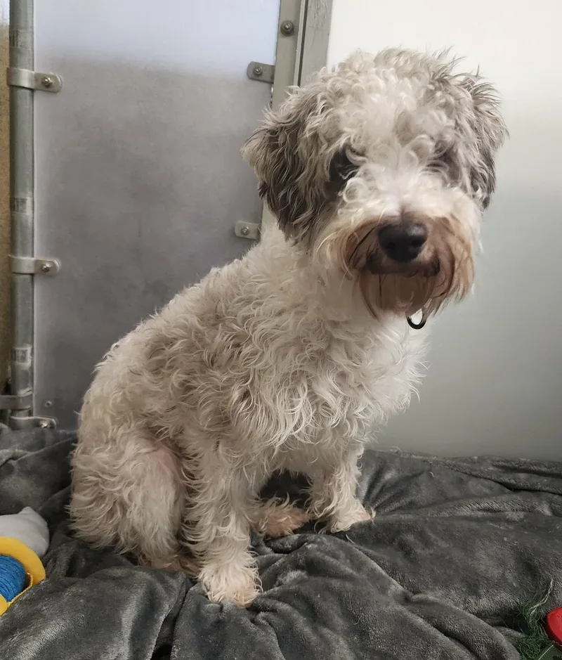 Schnoopy thumbnail 3