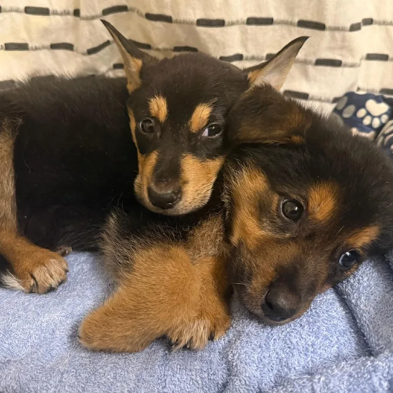 A baby medium-sized female Beauceron dog named Warry for adoption in Austin, TX
